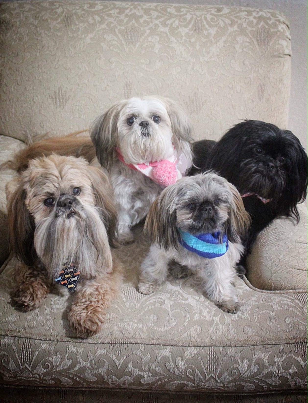 Mickey, Emily, Mario and Oliver